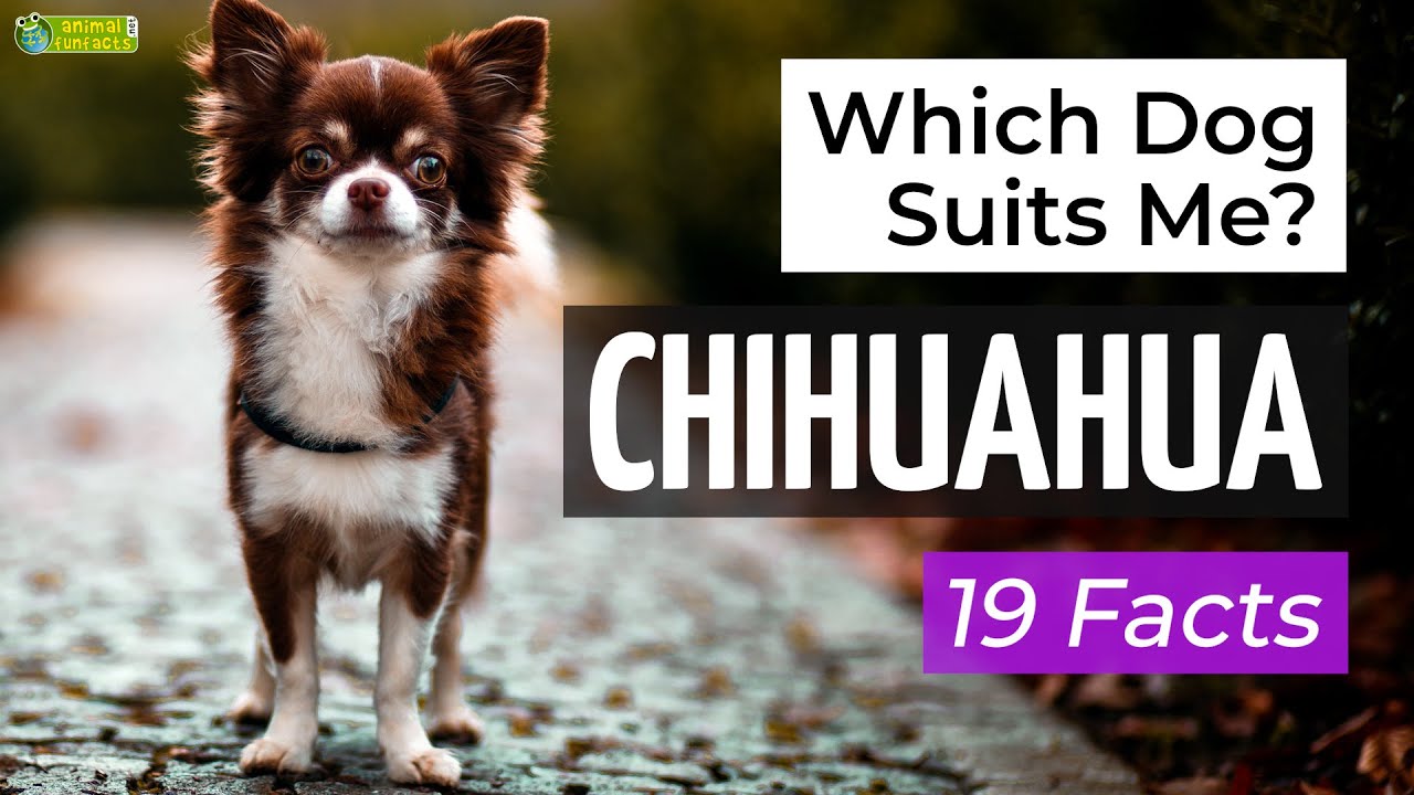 Is a Chihuahua the Right Dog Breed for Me? 19 Facts About Chihuahuas!