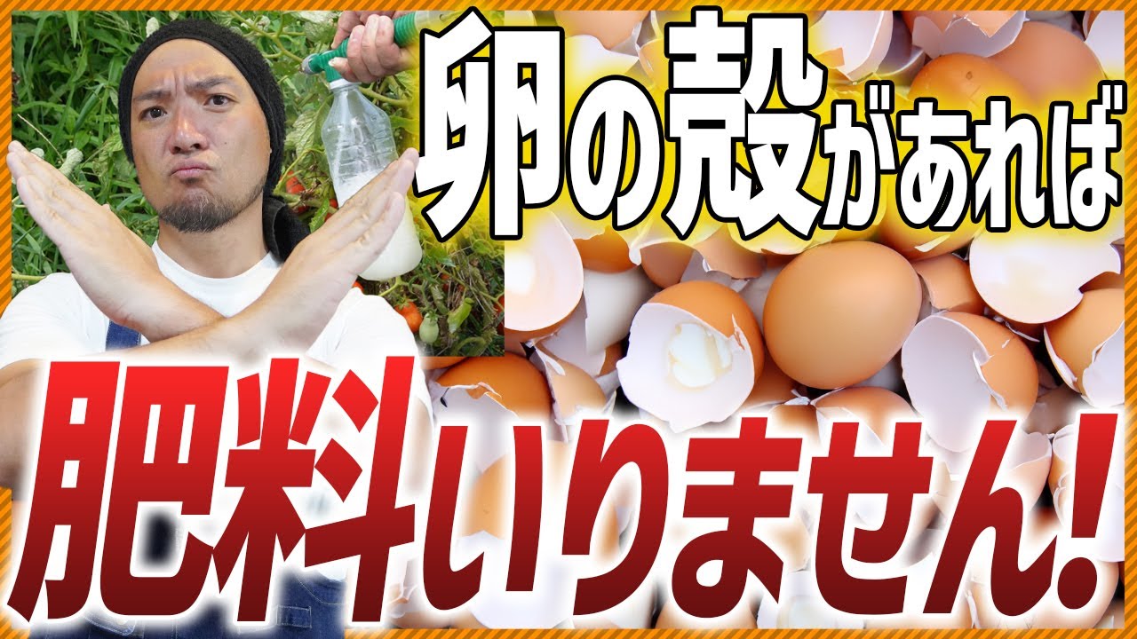 【卵の殻で元気野菜】驚き！お酢を使って簡単にできる卵液の作り方を伝授！