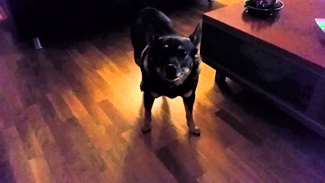 niezende hond.