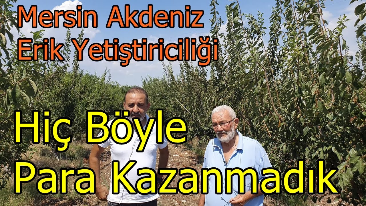 Mersin Akdeniz - Erikte Verim - Kalite - Ağa&ccedil; Gelişimi - Erik Ağacı G&uuml;breleme - Eriğin Getirisi