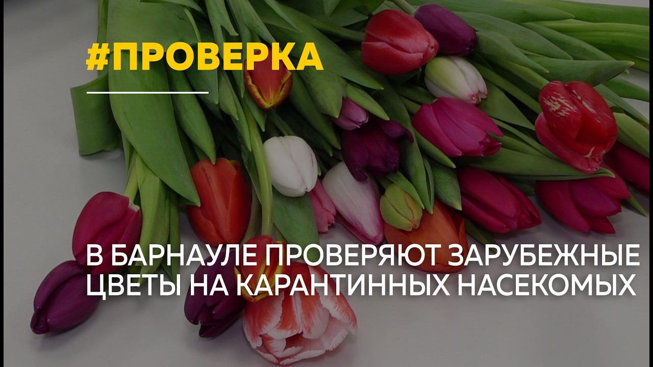 Букет с сюрпризом: в Алтайском крае усилили проверку импортных цветов перед 8 Марта