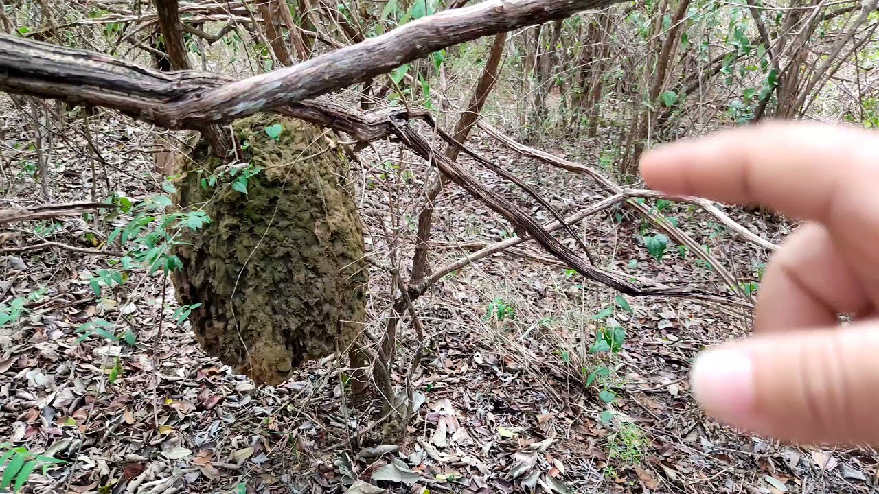 ARVORES DA CAATINGA