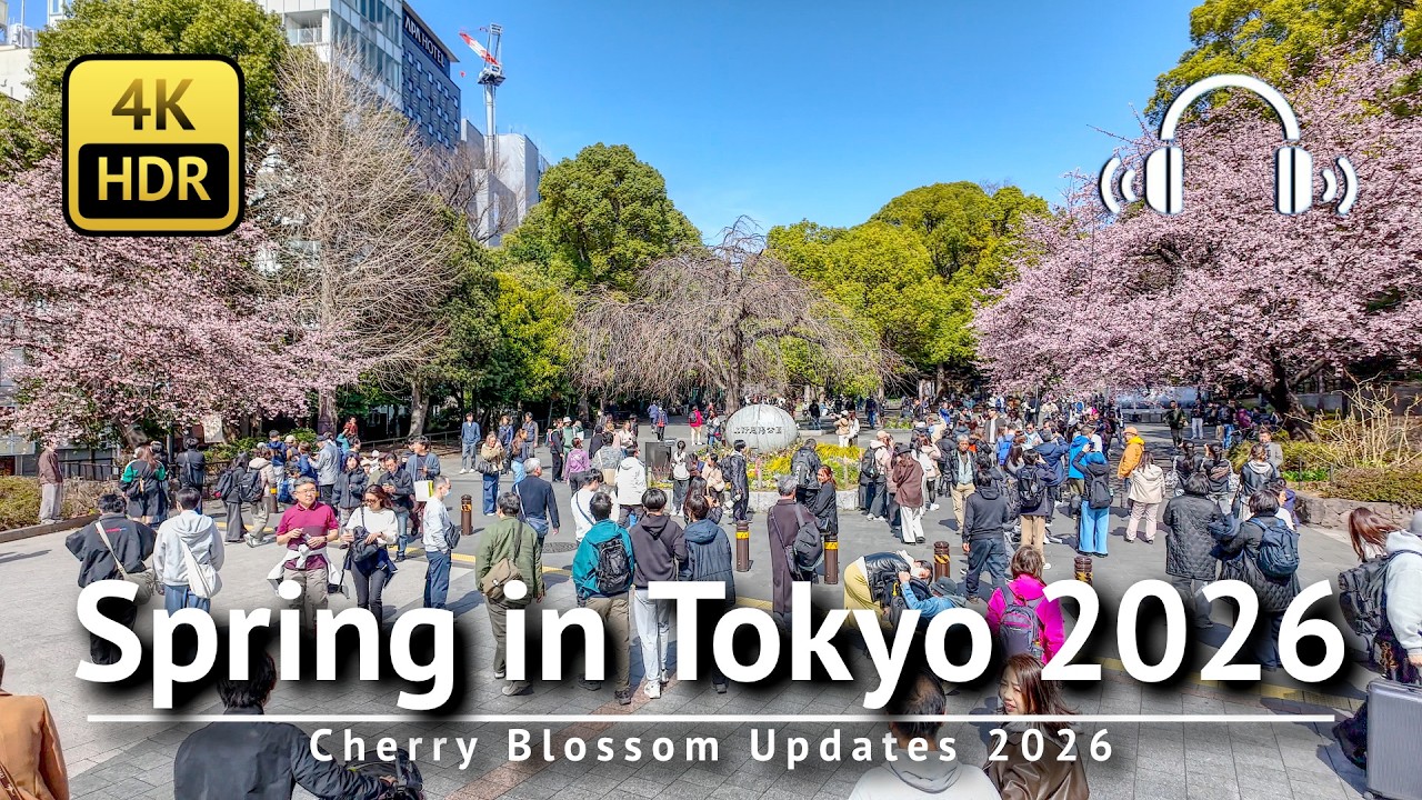 🌸 Early Cherry Blossoms in Central Tokyo & Tokyo Marathon 2026 [4K/HDR/Binaural]