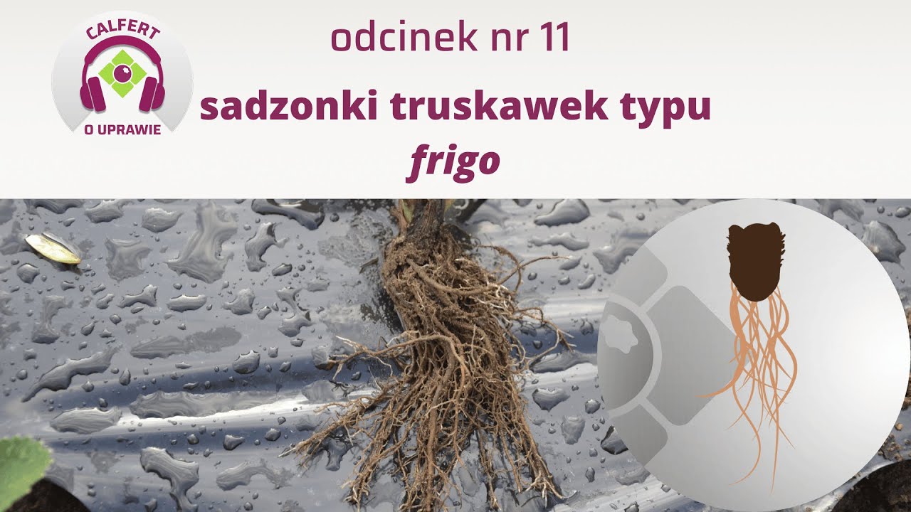 11. O sadzonkach truskawek typu frigo,