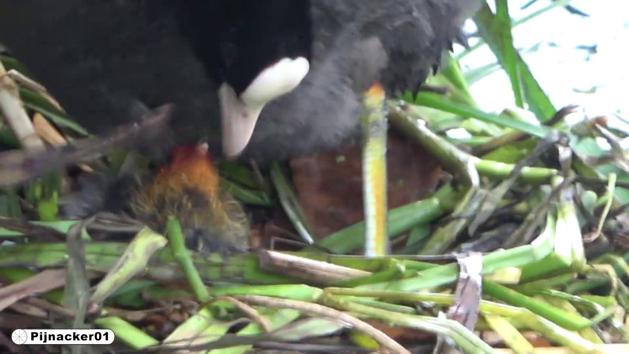 Coot chicks