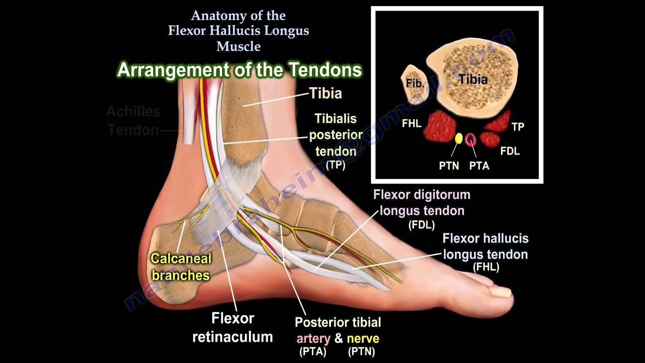 Anatomy Of The Flexor Hallucis Longus Muscle - Everything You Need To Know - Dr. Nabil Ebraheim