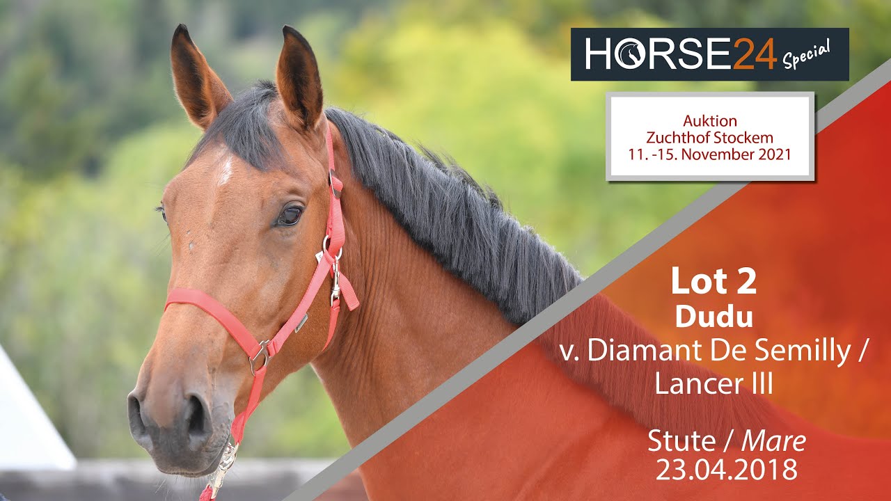 Horse24 Special - Auktion Zuchthof Stockem: Lot 2 Dudu Stute v. Diamant De Semilly  -  Lancer III