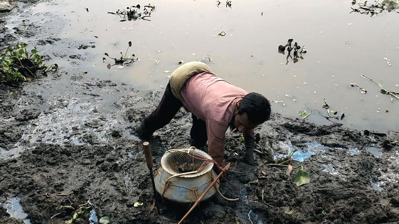 গ্রামের মানুষেরা এই ভাবেই হাত দিয়ে কাদার ভেতর কুচিয়া খোঁজে | Fishing | Nature 