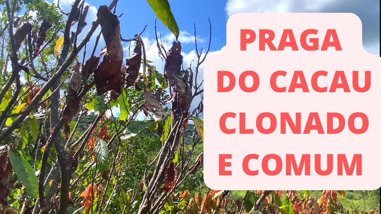 PRAGA DO CACAU CLONADO- CUIDE DO SEU PE DE CACAU, PRA NÃO ACONTECER ISSO