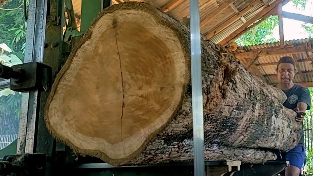 Large and high quality teak wood from the village owned by residents 