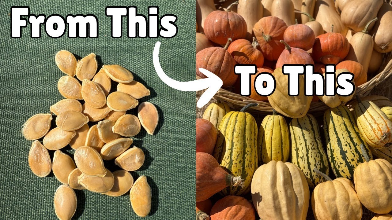 Growing Winter Squash from Seed to Harvest: A Hot Climate Guide