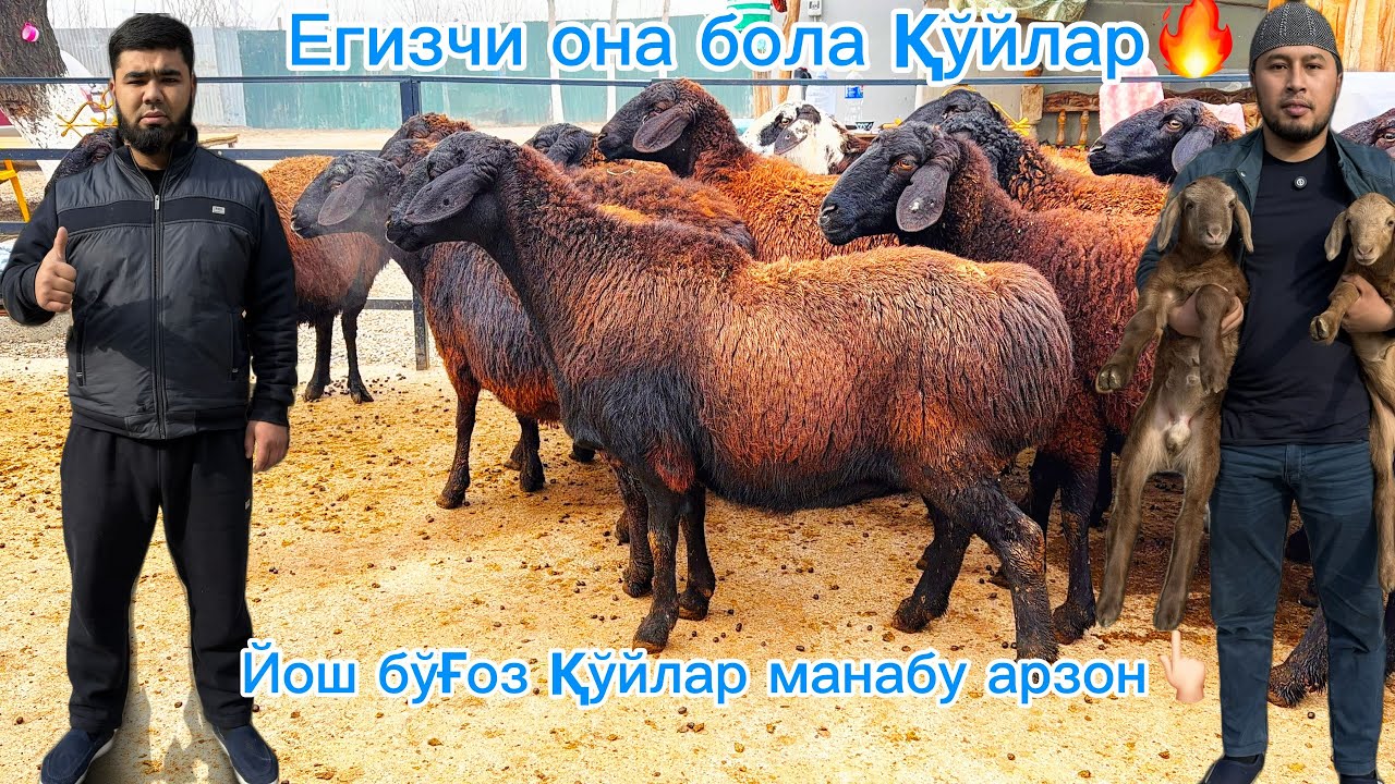 Егизак она бола ва йирик бўғоз қўйлпр🔥Бегзодбеклар фермаси сарой🤝