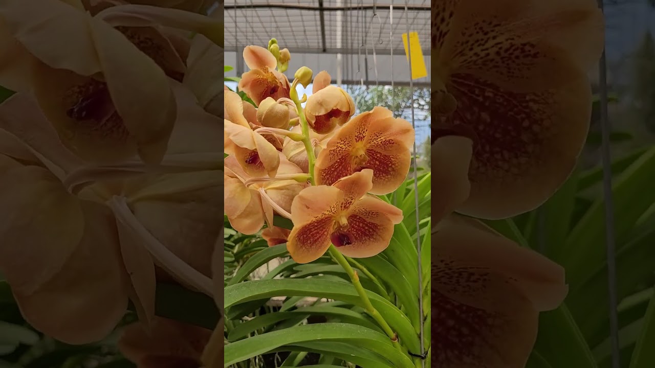 Essas cores s&atilde;o de arrepiar! | Orquid&aacute;rio Dona Vanda