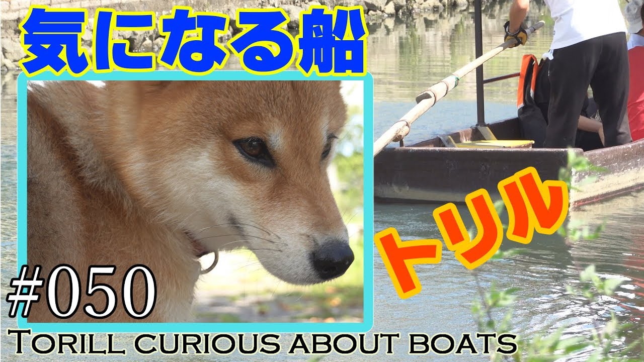 【犬】#050 トリル気になる船 Torill curious about boats