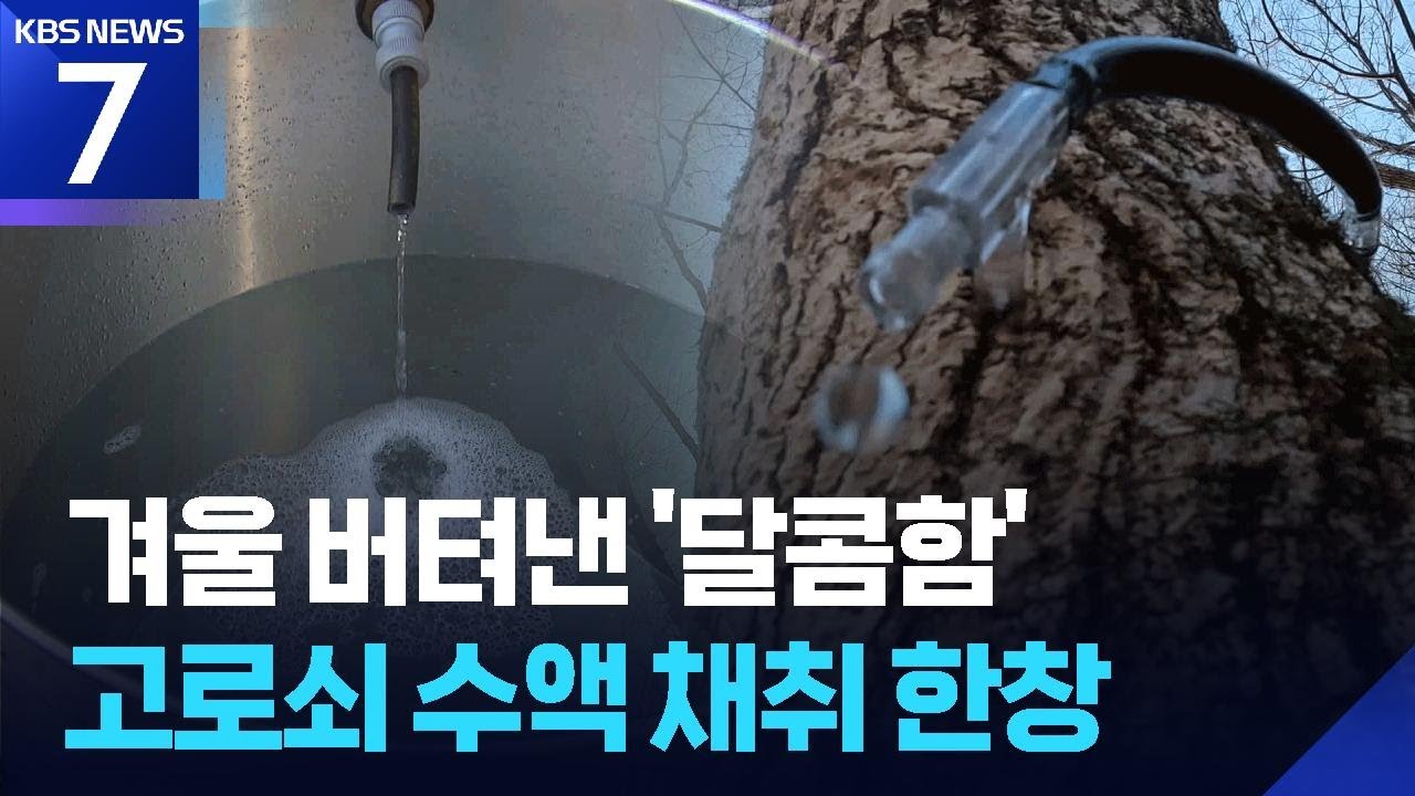 겨울을 버텨낸 나무의 ‘봄 소식’…설악산 고로쇠 수액 채취 현장 / KBS  2026.02.20.