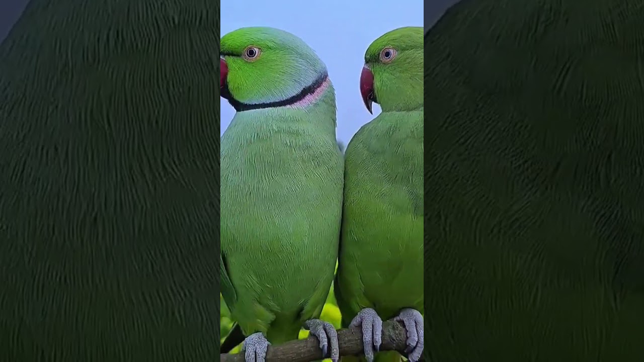 qt bittu re 