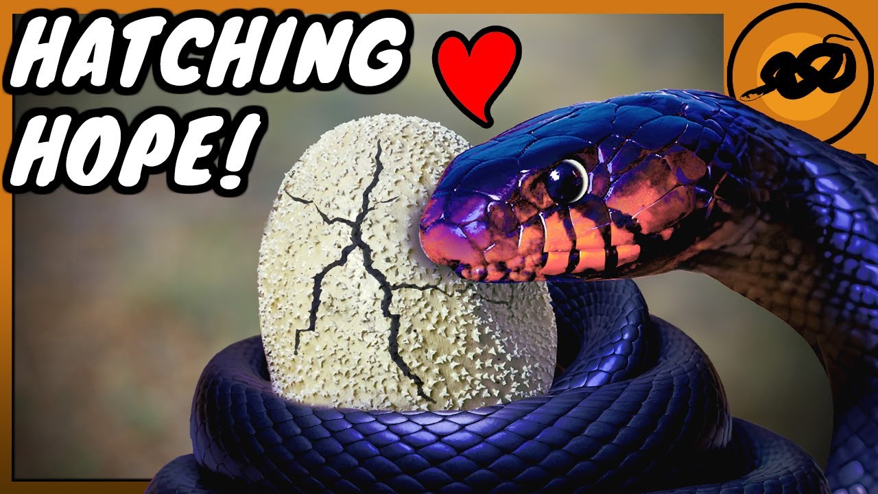 Bringing back THE BIGGEST SNAKE in Florida! (Eastern Indigo Snake)