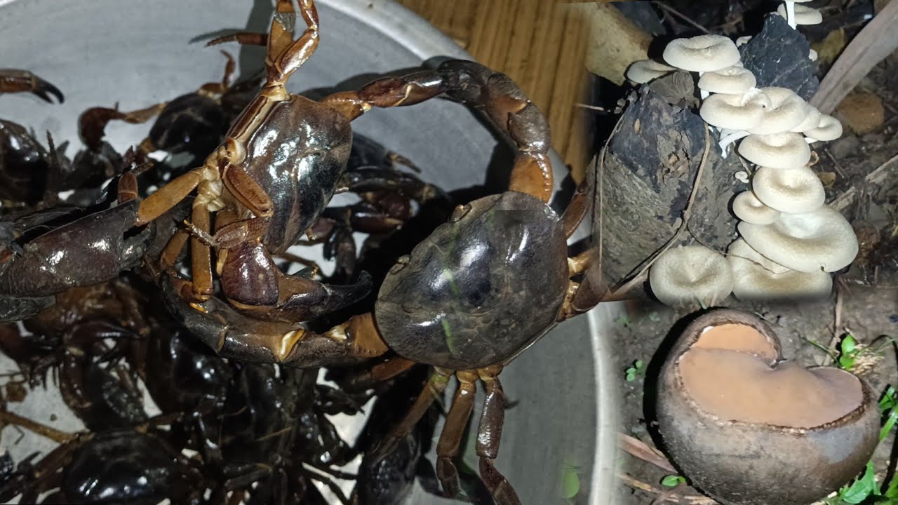 Find The Big Black Crab How To Catching In The Mountains River At Night Many Different Colour Crab