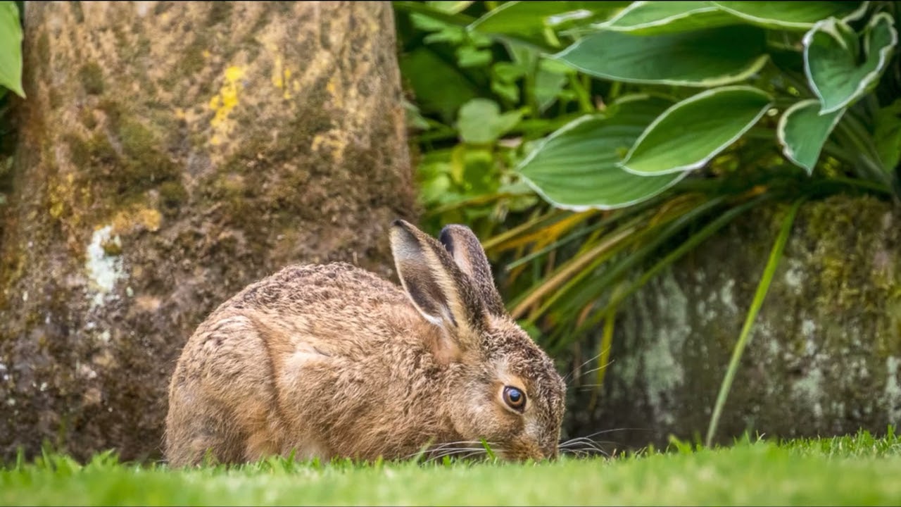 Animal life in Lorton Vale, Cumbria