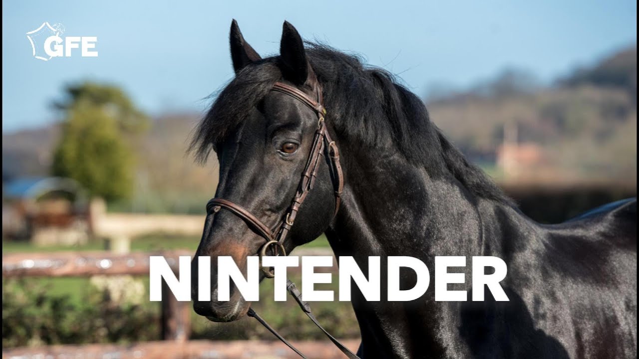 NINTENDER*GFE 2022