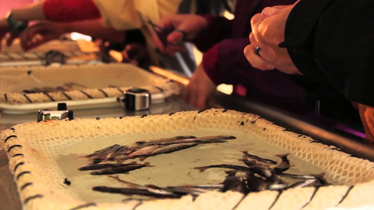 Fishing with Rod: Marking Juvenile Hatchery Coho Salmon