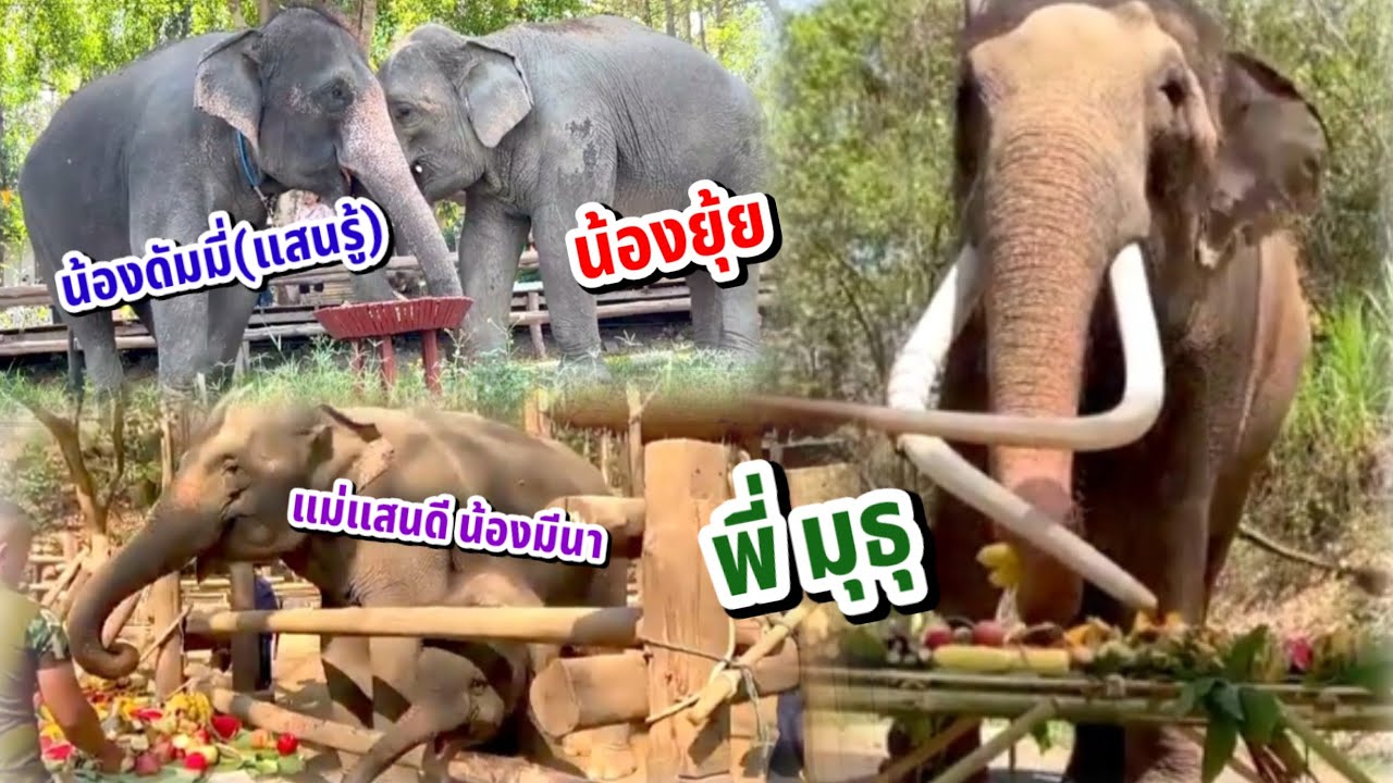 น้องมีนา น้องแสนรู้ (ดัมมี่) น้องยุ้ย พลายศักดิ์สุรินทร์ และช้างเชือกอื่นๆ กินอาหาร วันช้างไทย