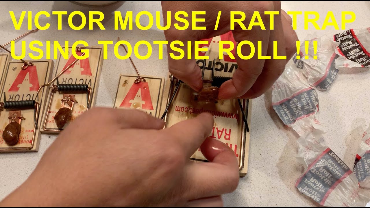 Setting up VICTOR mouse / rat trap using TOOTSIE ROLLS as bait