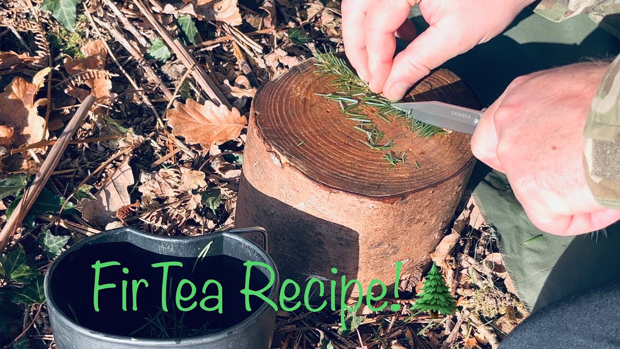 Bushcraft, Fir Needles Tea Recipe On The Trails Vitamin C.