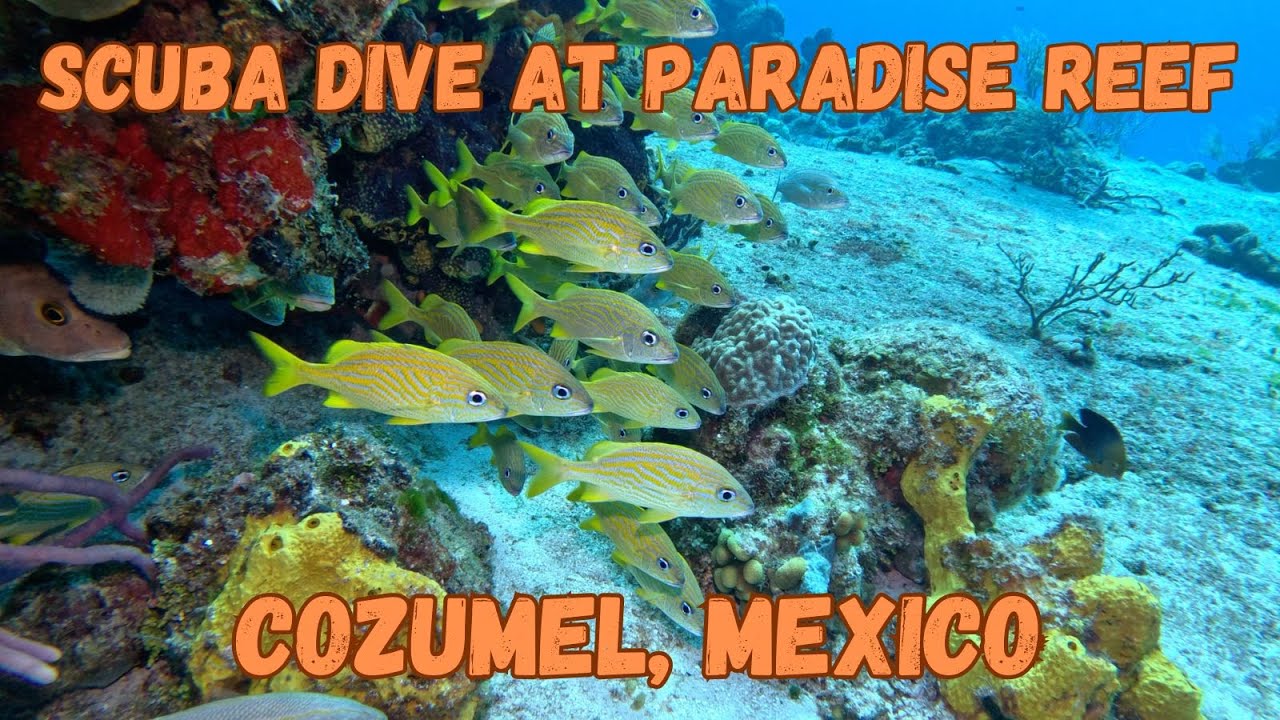 SCUBA Dive at Paradise Reef, Cozumel, Mexico.