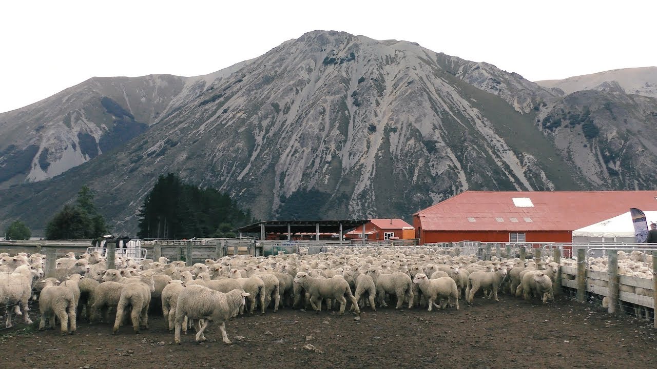 Farmer's Voice | Flock Hill Sale
