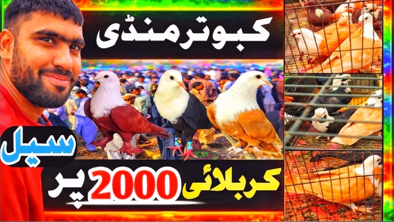  Kabuter Mandi DGKhan | Karbalai Kabuter 2000 PKR | 10 March 2026 | Rare & Karbalai Pigeons