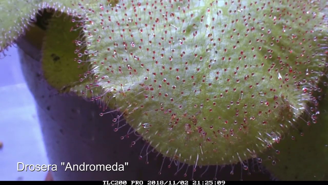 Drosera 