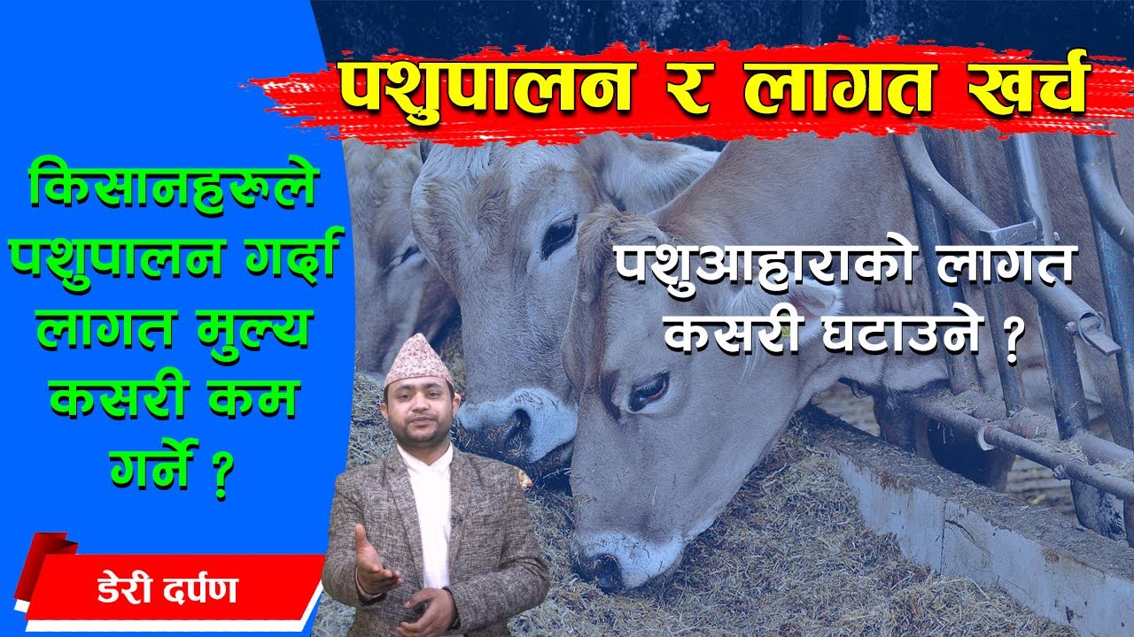 पशुपालन गर्दा लागत मूल्य कसरी घटाउने ? दुधको मूल्य घटाउने कि बढाउने ? Dairy Darpan