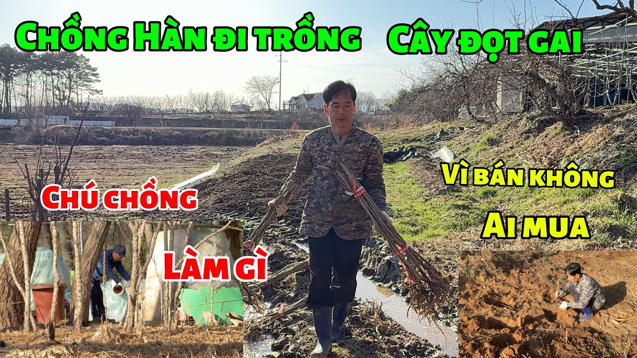 [216] chồng em đi trồng cây đọt gai vì bán không ai mua 