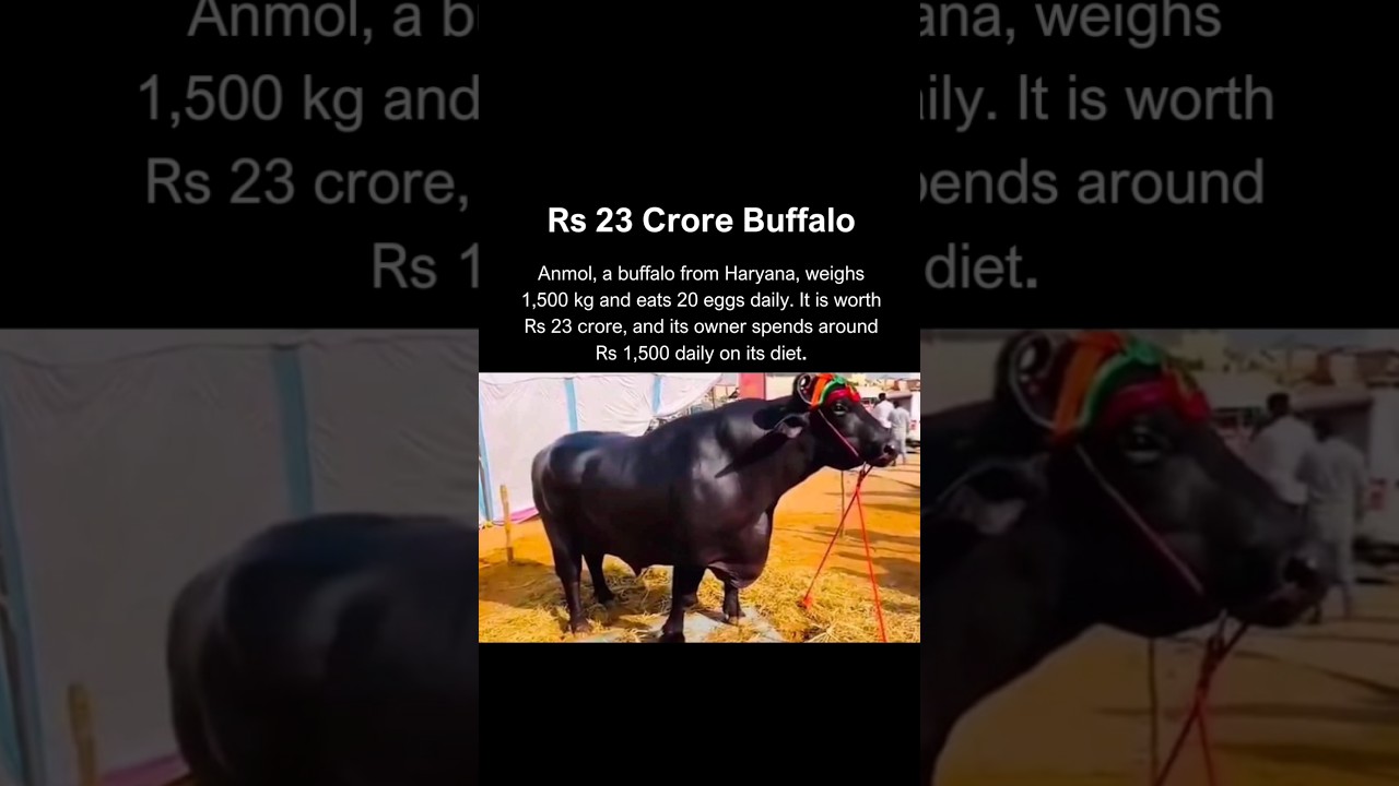 This Buffalo is worth Rs 23 Crore.