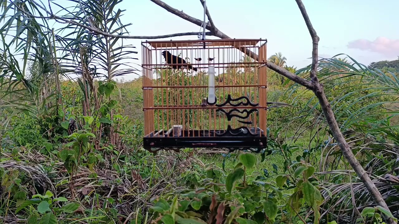 curió dobra na hora vimos trolinha cantando na palmeira dois preto curióla riscando a fogo alinhados