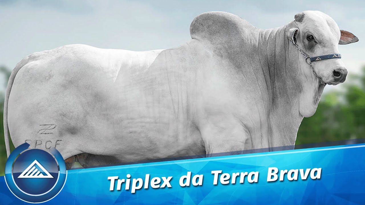 Triplex da Terra Brava