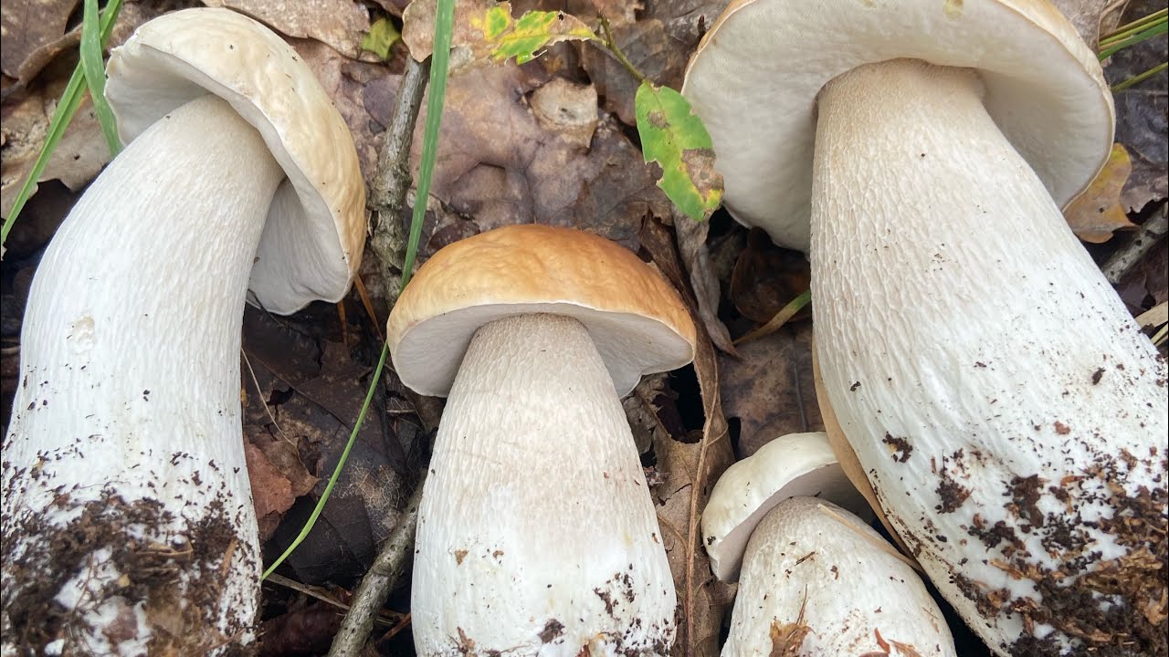#ชีวิตในต่างแดน #เก็บเห็ดผึ้งหวานอวบๆอ่อนๆเลยจ้า🍄‍🟫🍄‍🟫🍄‍🟫