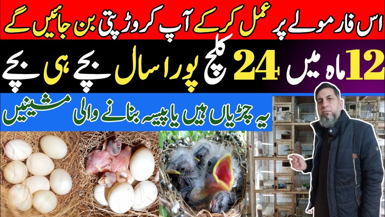 Finch Farming Business In Lahore | Finch Farming In Pakistan | Gouldian Finch | Short Business Ideas