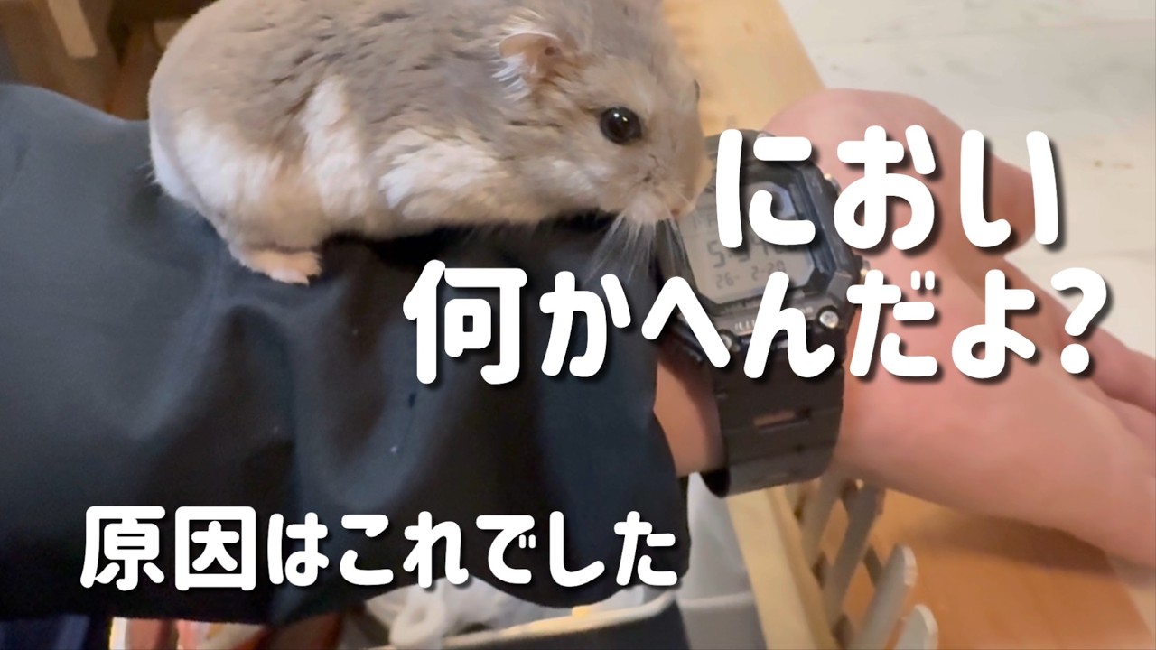 ハムスターの様子がおかしい　原因はこれでした【ハムスター日常】