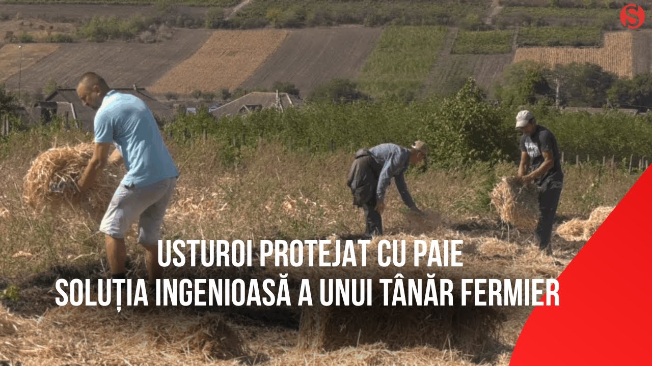 Usturoi protejat cu paie: soluția ingenioasă a unui t&acirc;năr fermier din Ștefan Vodă