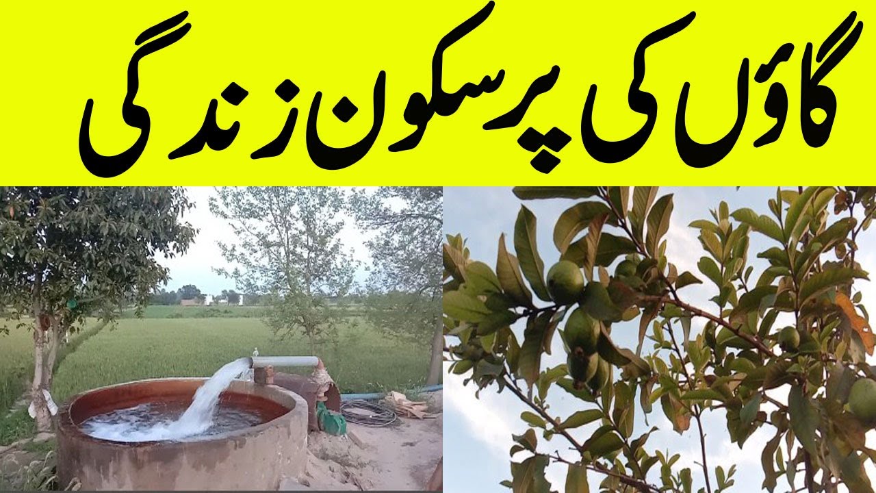 Village life in pakistan || Simple Village Lifestyle In Punjab || Rural Life In Pakistan