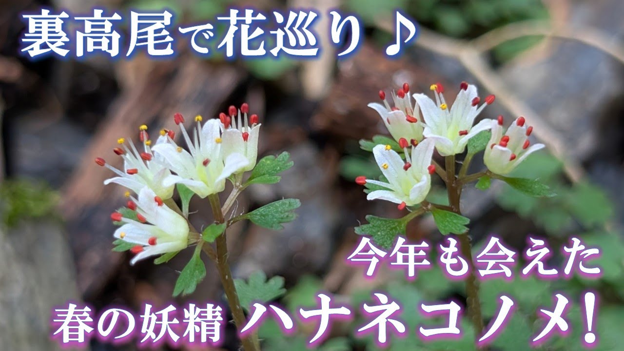 【裏高尾で花巡り♪】今年も会えた！春の妖精☆ハナネコノメ！ミスミソウも♪（2025/3/22）