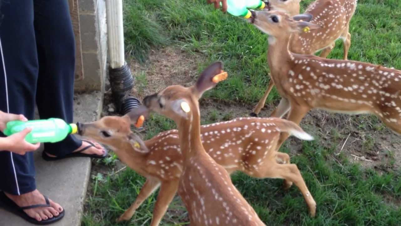 Feeding the Fawns