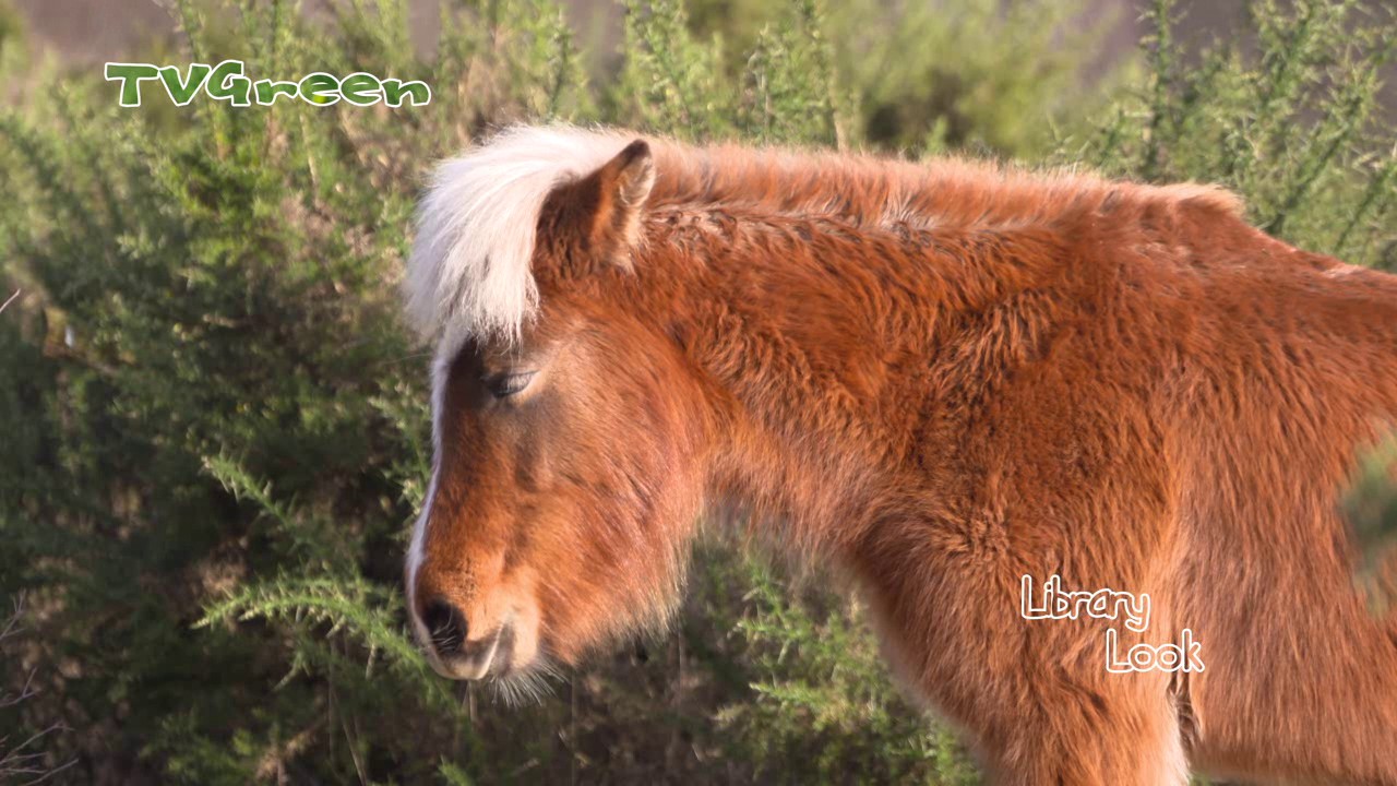 Biotope conservation with large herbivores - Posbank Netherlands