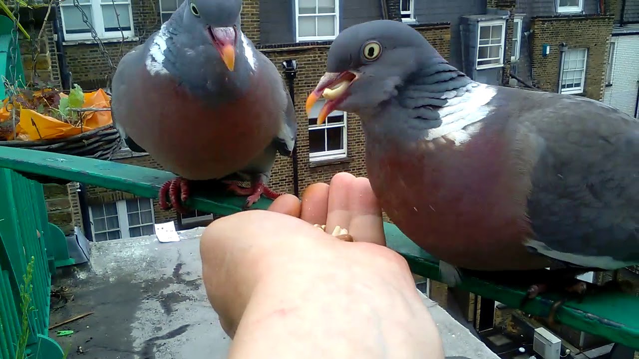 My tame London wood pigeons