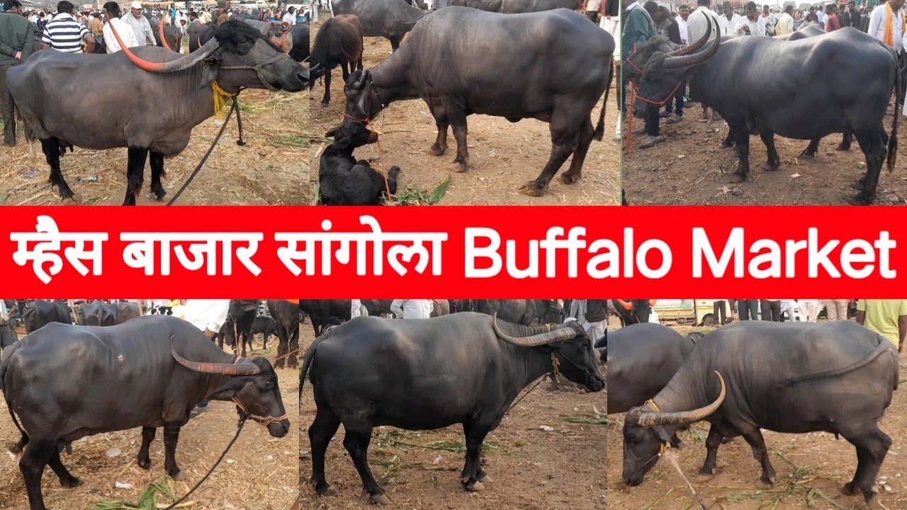 म्हैस बाजार सांगोला Buffalo Market Sangola