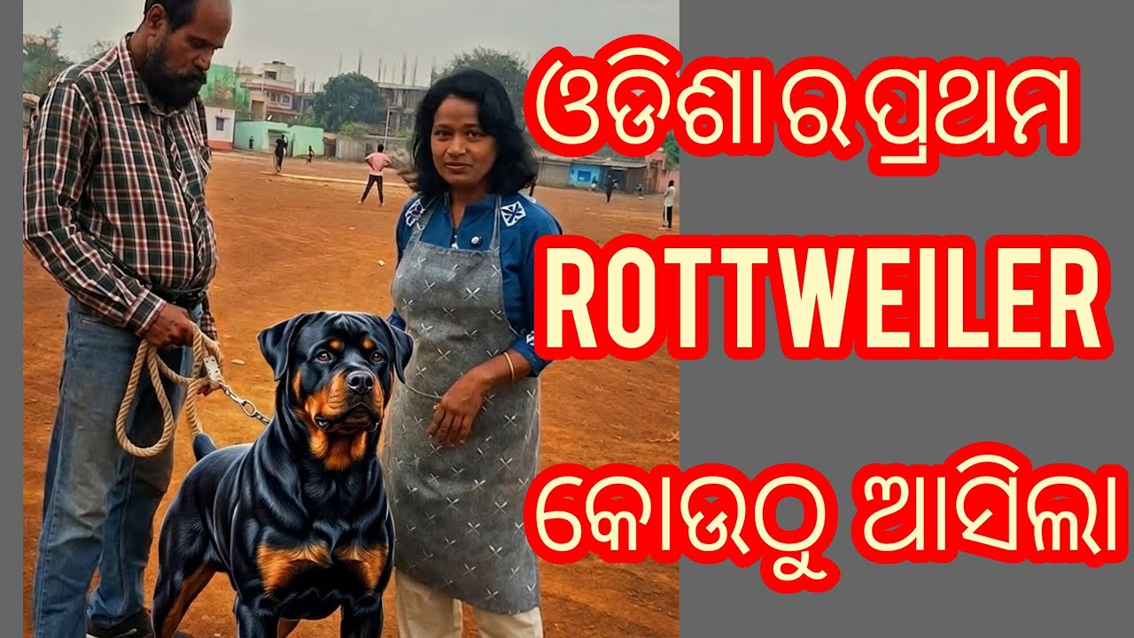 First Rottweiler dog breed in odisha |ବର୍ଜି ଚଢେଇ ଙ୍କ ପାଇଁ ହେଇଗଲା ସୁନ୍ଦର  ବନ୍ଦୋବସ୍ତ |ଆମ  ଅନୁସନ୍ଧାନ -3