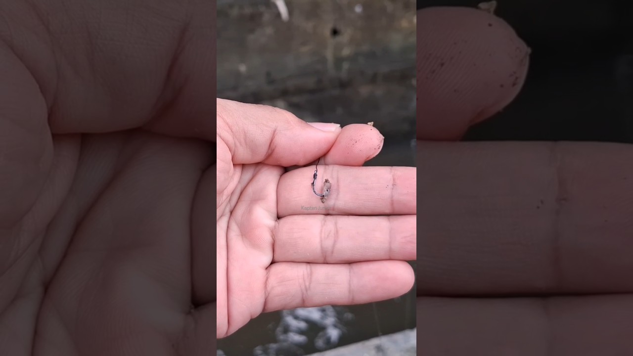 Tips Mancing ikan betok #fishing #ikan #mancing