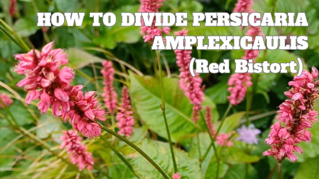 How to Divide Persicaria amplexicaulis (Red Bistort) | How to Propagate Hardy Perennial Persicaria